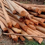 Mengenal Apa itu Cerucuk Kayu Galam
