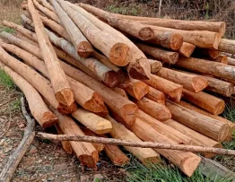 Mengenal Apa itu Cerucuk Kayu Galam