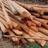 Mengenal Apa itu Cerucuk Kayu Galam