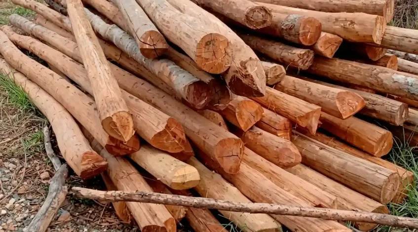 Mengenal Apa itu Cerucuk Kayu Galam